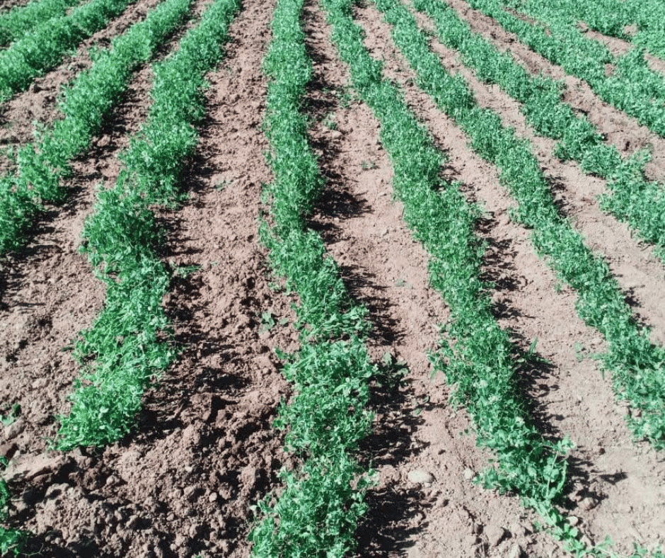 1,6 hectares terre agricole fertile actée à ain nouissi mostaganem
